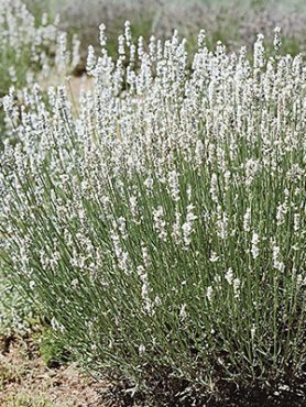Лаванда узколистная Hidcote White (1шт)