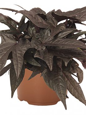 Ипомея (батат) FloraMia Black (3 шт)