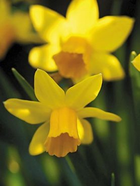 Нарциси Цикламеноподібні Tete -a -Tete 10/12 (100 шт)