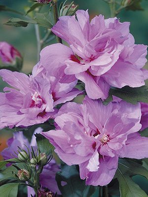 Гибискус сирийский Ardens (весна) (1 шт) - 1