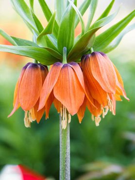 Рябчик імператорський Orange Beauty 18/20 (1 шт)