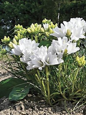 Эдрайантус злаколистный Albus, белый (10 шт)