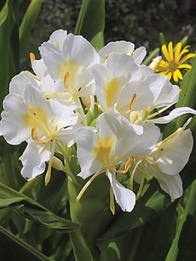 Гедихиум корончатый (1 шт)