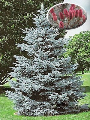 Ялина колюча Glauca Majestic Blue