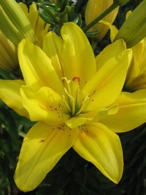 Лилия (Азиатские гибриды) Fata Morgana 12/14 (20 шт) - 1