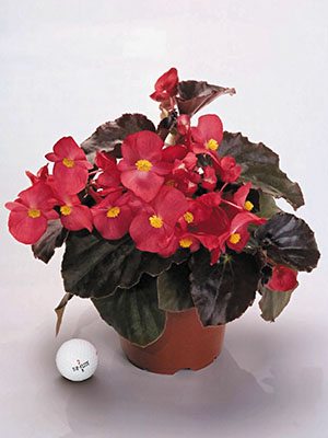 Бегония гибридная Big Red Bronze (3 шт) - 1