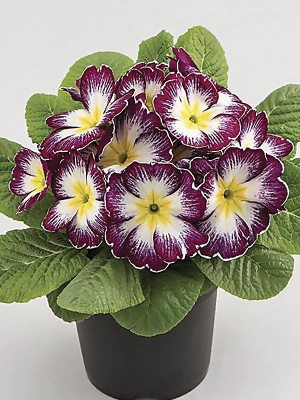 Примула звичайна Aurela Purple F1 (3 шт)