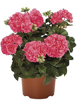 Пеларгонія плющелиста Great Balls of Fire Pink (1 шт) - 1