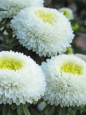 Астра однолетняя (каллистефус) Помпонная Bolero White (0,5 г) - 1