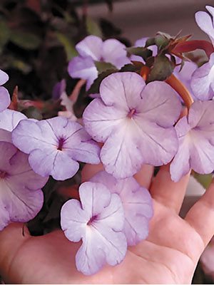 Ахименес гибридный Cattleya (5 шт) - 1