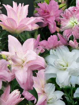 Набір махрових лілій "Lotus" 12/14 (3 шт)