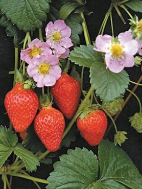 Земляника крупноплодная (клубника) Floriаn F1 (6 шт)