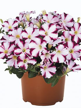 Петуния полуампельная Sweetunia Purple Star (3 шт)