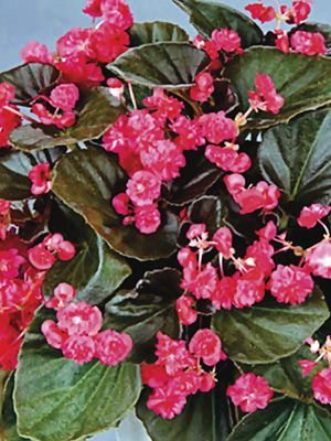 Бегония вечноцветущая Doublet Red (1 шт)