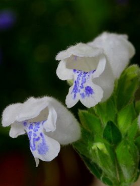 Змееголовник аргунский Fuji White, белый (5 шт)