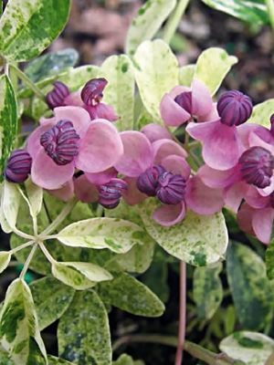Акебія п'ятірна Variegata - 1