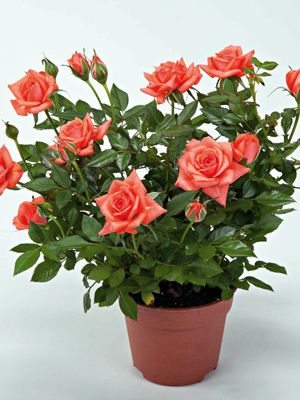 Роза кімнатні Salmon Star (1 шт)