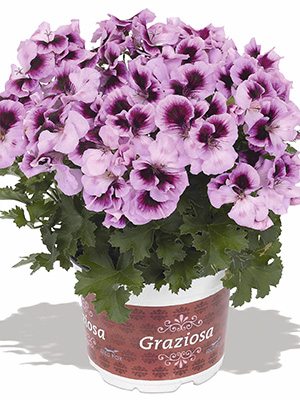 Пеларгония королевская Piccola Lavender Picotee (1 шт) - 1
