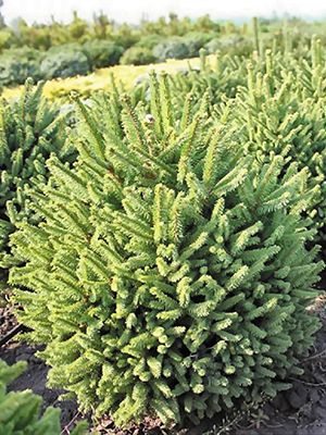 Ялина звичайна Compacta (1 шт)
