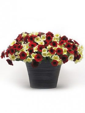 Миксес Mad About Red (20 шт)