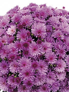 Хризантема мелкоцветковая низкорослая Bransound Purple (3 шт)