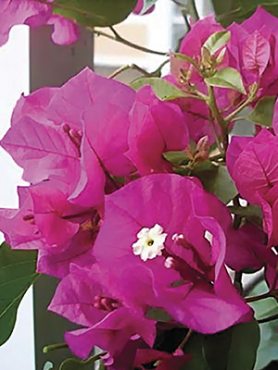 Бугенвиллея Vera Purple (1 шт)