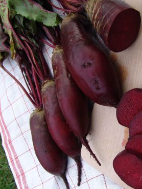 Свекла столовая Ренова (10 г)