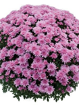Хризантема мелкоцветковая низкорослая Branopal Pink (3 шт) - 1