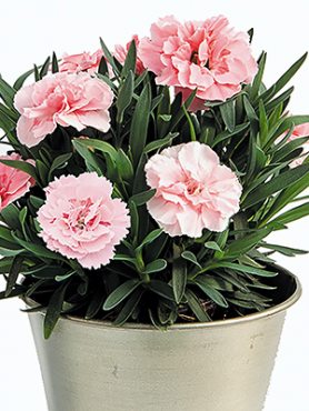 Гвоздика садовая Oscar Pink (3 шт)