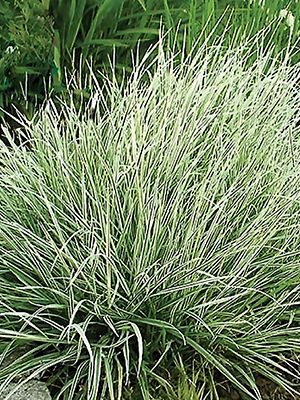 Райграс бульбоносный Variegata (1 шт) - 1