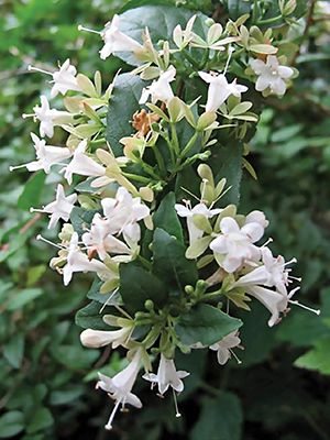 Абелия китайская White Surprise (1 шт) - 1
