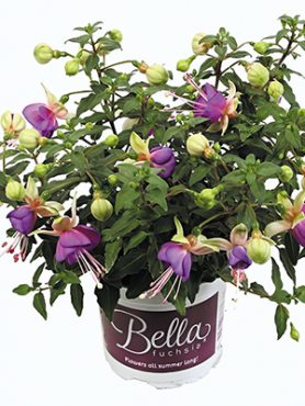 Фуксия гибридная Bella Diana (Р12) (1 шт)