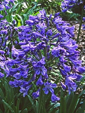 Агапантус ранний подв. восточный Headbourne Blue, голубой (10 шт)