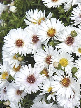 Астра новобельгийская Magic White (1 шт)