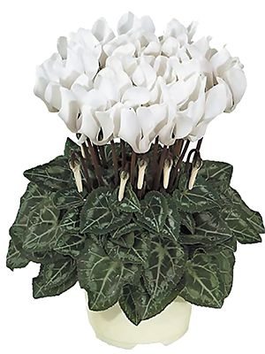 Цикламен миниатюрный Smartiz Blanc Pur F1     (1 шт)