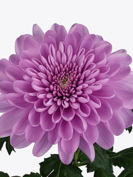 Хризантема зрізна Xian Purple (3 шт) - 1