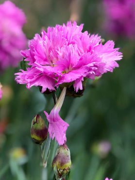 Гвоздика гибридная Pink Mrs Sinkins (1 шт)