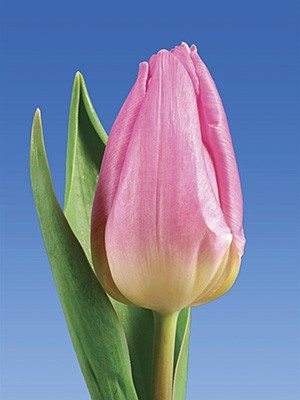 Тюльпани Тріумф Light Pink Prince 12+ (20 шт) - 1
