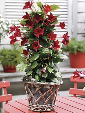 Дипладения Bloom Bells Red (1 шт)