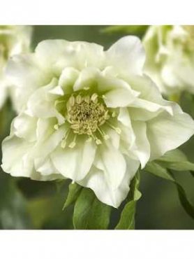 Морозник восточный Double Ellen White (1 шт)