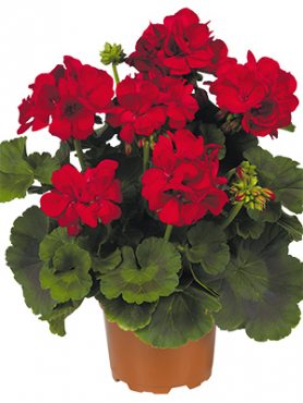 Пеларгония зональная Big Eeze Red (1 шт)