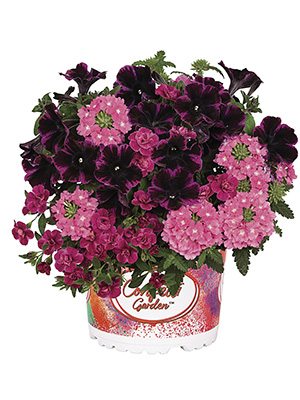 Набор  Confetti Garden Pink (1 шт)