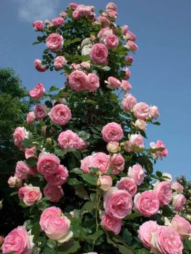 Троянда витка Eden Rose (1 шт)