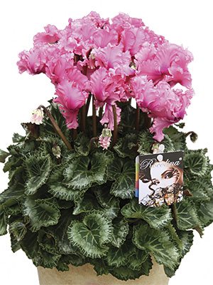 Цикламен Rocolina Light Pink F1 (1 шт) - 1