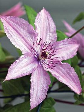 Клематис гибридный Hagley Hybrid (1 шт)