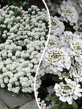 Иберис вечнозеленый Snowflake (1 шт)