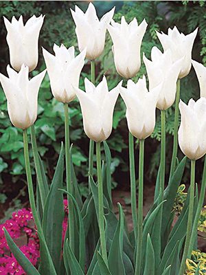Тюльпаны Лилиецветные White Triumpfator 10/11 (100 шт) - 1