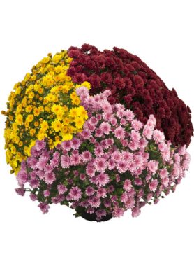 Хризантема дрібноквіткова низькоросла суміш сортів (9 шт)