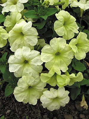 Петуния гибридная Sophistica Lime Green (6 шт) - 1