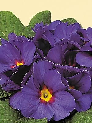 Примула Fruelo Elcora Blue RedeyeF1 (3 шт) - 1